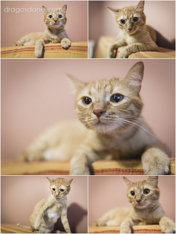 fotograf_nunta_bucuresti_010